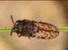 Acmaeoderella adspersula